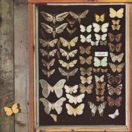MAYFLY - Mayfly 