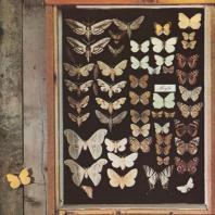 MAYFLY - Mayfly 